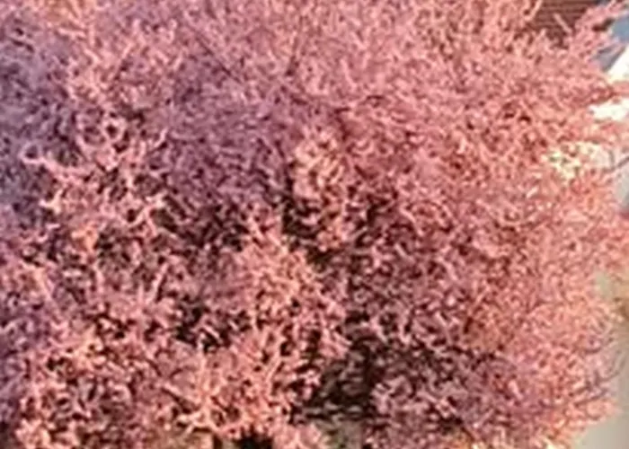 With Piano Keszthely